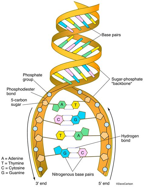 DNA Structure | Carlson Stock Art