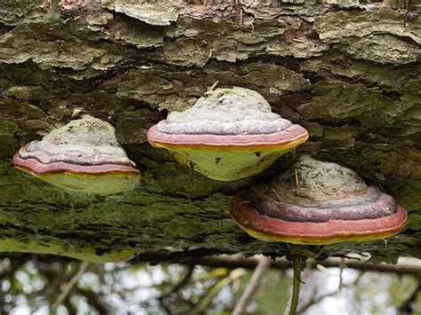 Red Belted Polypore Medicinal Mushroom Tincture fomitopsis | Etsy