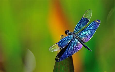 Blue dragonfly wallpaper | 1920x1200 | #11895