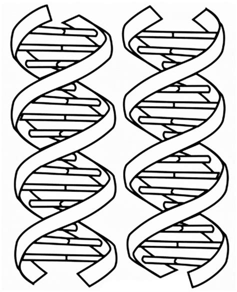 Dna Double Helix Drawing at GetDrawings | Free download