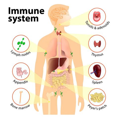 How Your Immune System Protects You From Infections - GrassrootsHealth