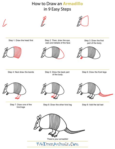 How to Draw an Armadillo