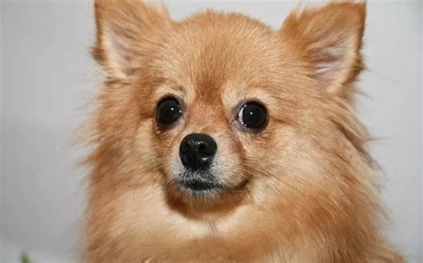 All About Pomeranian Chihuahua Mix (Pomchi) – Behavior, Training, Puppy ...