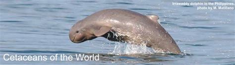 World Cetacea Database - Intro