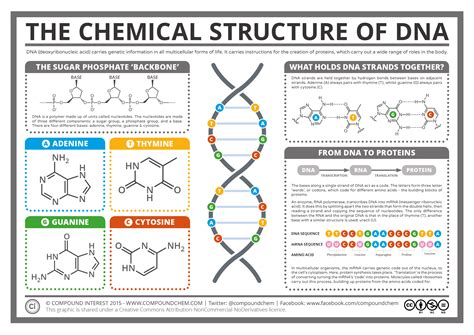 Compound Interest - The Chemical Structure of DNA