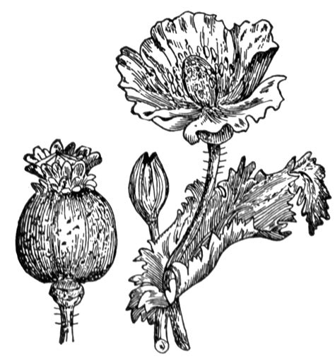 Opium | ClipArt ETC