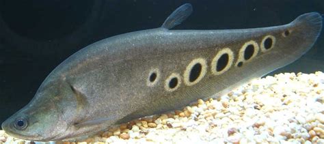 Clown Knifefish - Animal Database