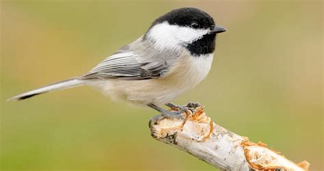 Black-capped Chickadee Overview, All About Birds, Cornell Lab of ...