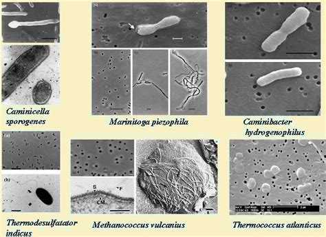 Tipos de Archaea según su hábitat