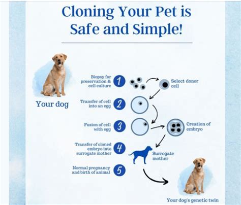 Dog Cloning - How Do I Clone My Dog? | Gemini Genetics