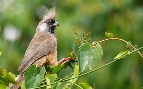 Bird Watching in Uganda Impenetrable Forest impenetrable forest ...