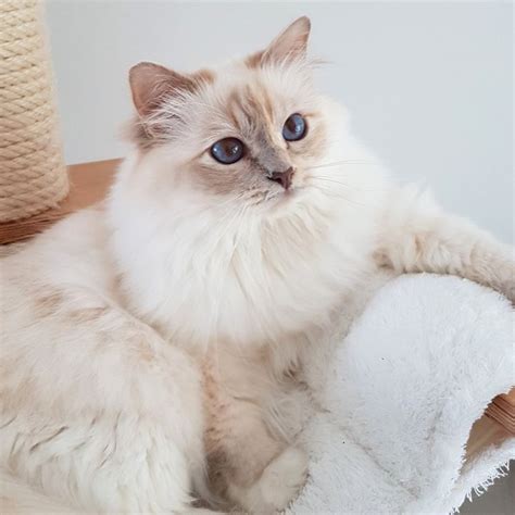 Miss Fanna, Lilac Tortie Point Sacred Birman www.catterychintei.nl ...