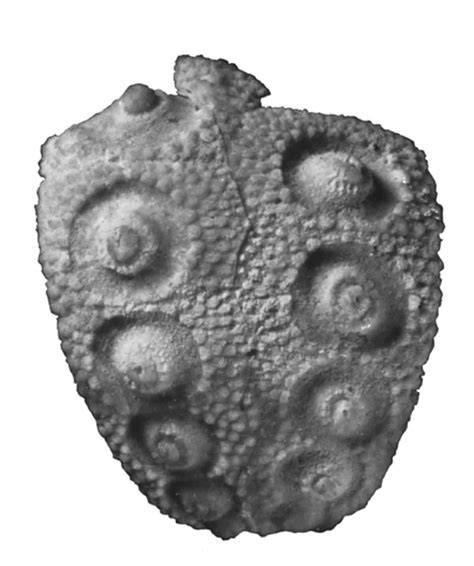 Smithsonian Insider – Newly discovered sea urchin fossil is oldest of ...