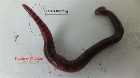 Life Cycle Of Tiger Worm