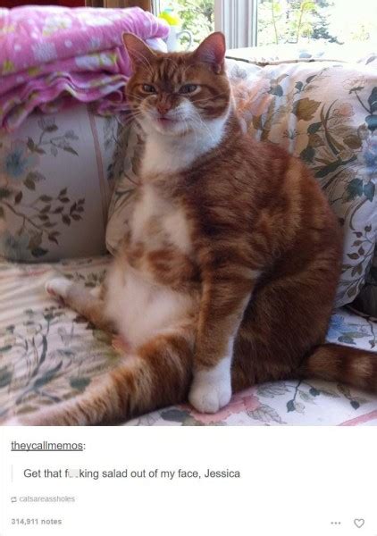 20 Cat Posts on Tumblr That Are Impossible Not to Laugh At