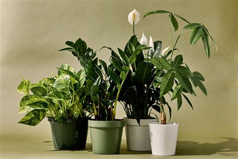 Top 10 Indoor Plants To Fit for Every Corner of Your Home | Nurserylive