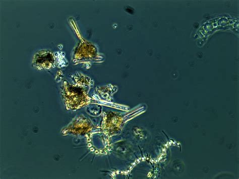 September 2019 Phytoplankton Communities and Interesting Finds | NOAA ...