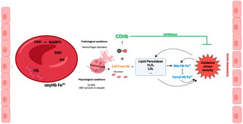 Carboxyhemoglobin (COHb): Unavoidable Bystander or Protective Player?