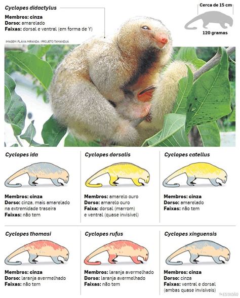 Species New to Science: [Mammalogy • 2018] Taxonomic Review of the ...