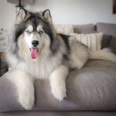 Wooly Husky: Facts About The Long Haired Husky (Full Guide) in 2024 ...