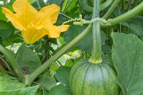 Female Pumpkin Flower After Pollination | Best Flower Site