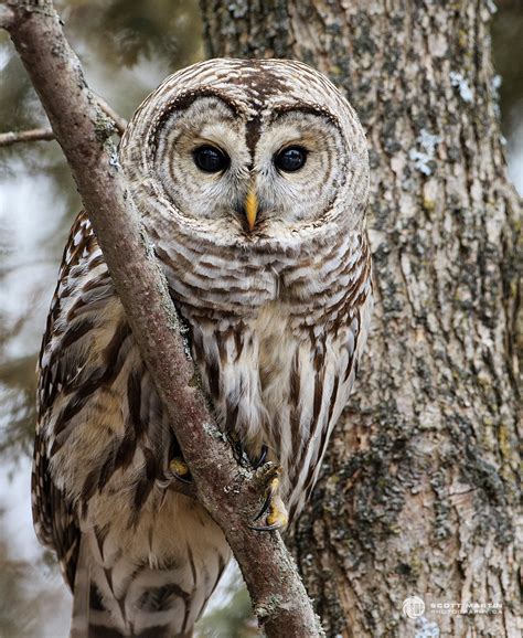 Barred Owl | Scott Martin Photography