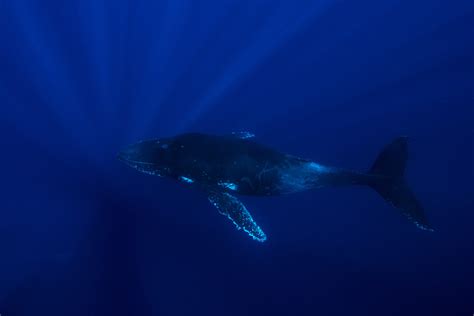 Seasonal Whale Watching Tonga - Jones Travel & Tours