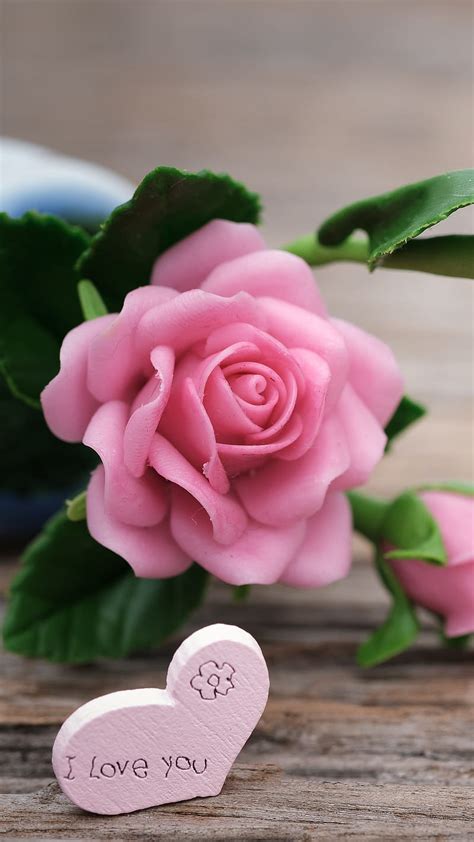 Pink Rose Flowers Images Hd Wallpapers | Best Flower Site