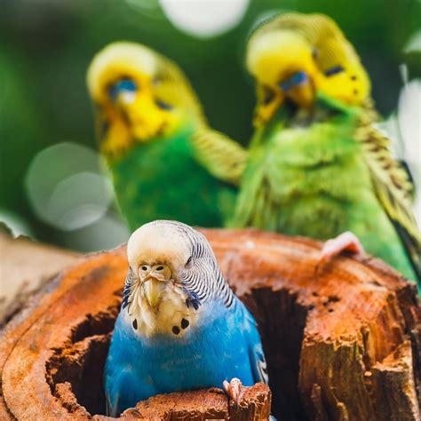 Is Budgie Breeding Predictable or With Unexpected Consequences? - Windy ...