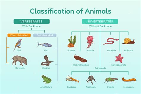 Classification Of Animals