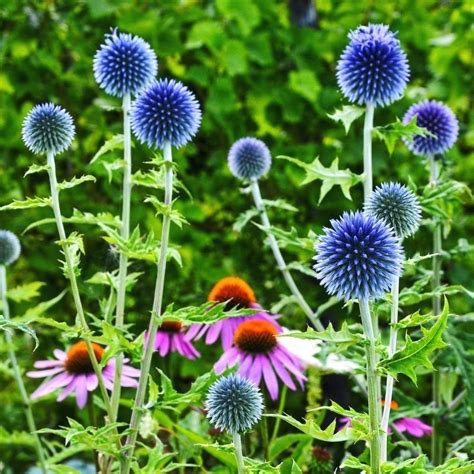 10 Tall Shade Perennials: Flowering Plants That Bloom In The Shade ...