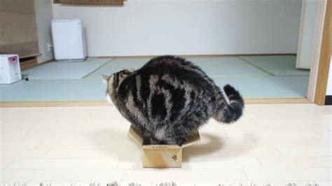 chubby cat in a small box gifs | WiffleGif