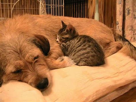 23 Dogs and Cats Sleeping Together Are so Cute You'll Melt