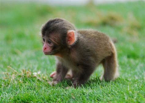 Snow Monkey Babies At Highland Wildlife Park | Animals beautiful, Cute ...