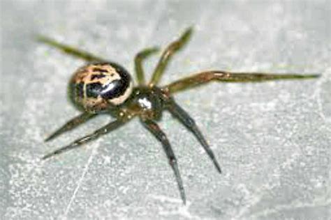 More venomous false widow spiders spotted in Shropshire | Shropshire Star