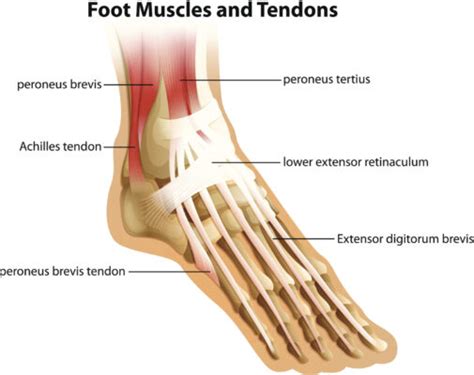 Tendons of the Foot - JOI Jacksonville Orthopaedic Institute