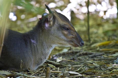 pygmy antelope/deer, so cute | radcliffe_photos | Flickr