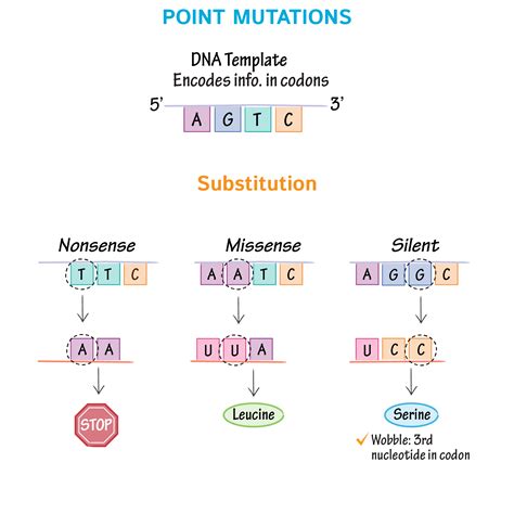 Cell Biology Glossary: DNA Mutations | Draw It to Know It