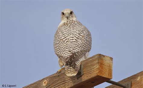 Raptor Identification and Photography: White-morph Gyrfalcon