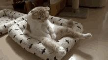 Cat Sit GIFs | Tenor