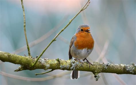 Download wallpaper 3840x2400 robin, bird, branch, wildlife 4k ultra hd ...