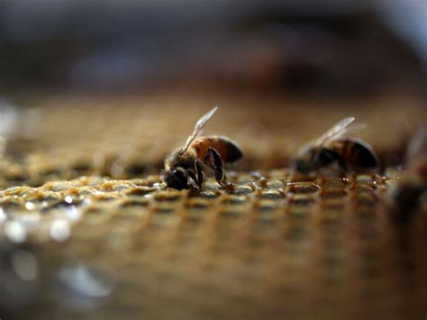 Hong Kong man suffers from rare ‘mad honey’ poisoning - TODAY