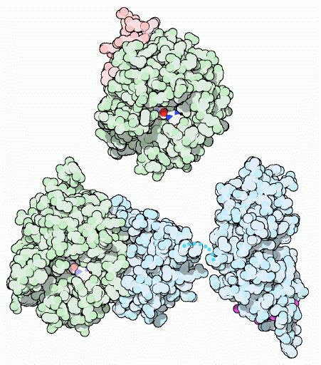 Thrombin