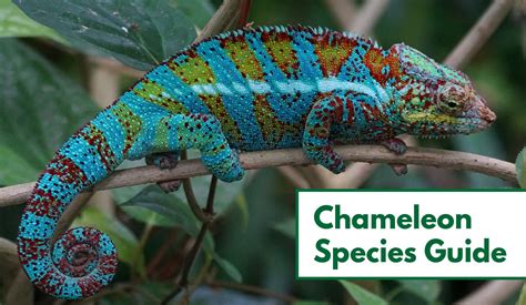 Carpet Chameleon Lifespan In Captivity - Carpet Vidalondon