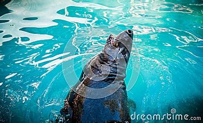 Sea Lion Feeding Stock Photo - Image: 59789156