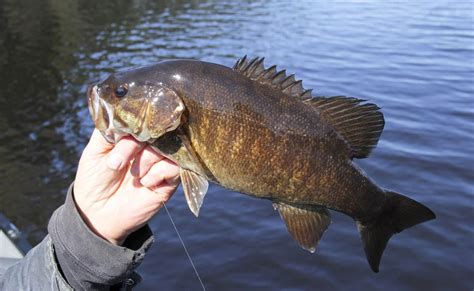 11+ Best Smallmouth Bass Fishing Spots in Colorado - Best Fishing in ...