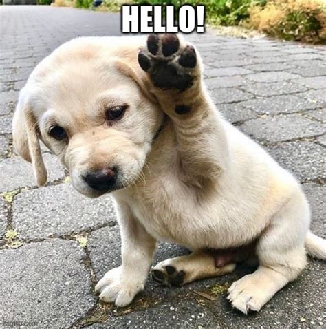 DOGGIES hello Memes & GIFs - Imgflip