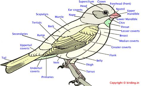 Bird Anatomy (2)