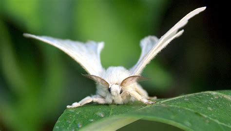 White Silk Moth