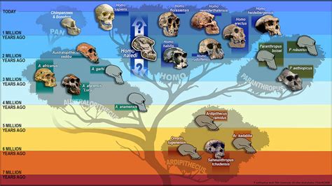 Homo Naledi: Fossil Trove Adds a New Limb to Human Family Tree